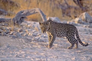 African leopard