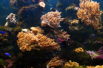 Fototapeta na wymiar tropical aquarium 1