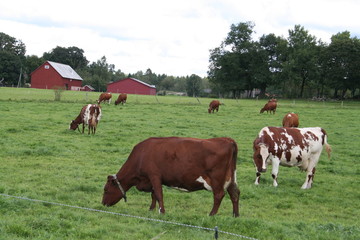 Agriculture in Sweden