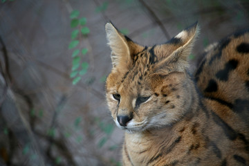 Serval