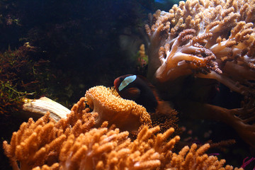 tropical aquarium 2