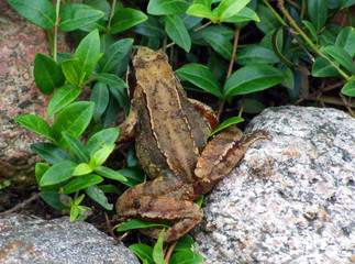Kröte