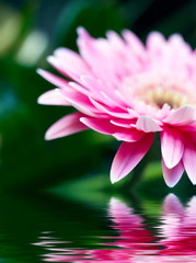 Closeup of pink daisy-gerbera with soft focus 