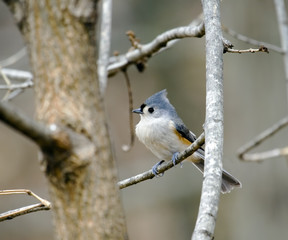 Fototapeta premium Titmouse