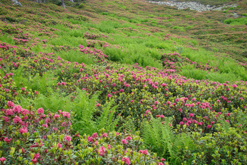 Fototapeta na wymiar Rhododendrons et fougères,ariège