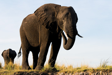 big elephant eating grass