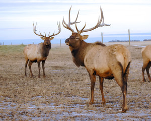 Bull Elk Looking