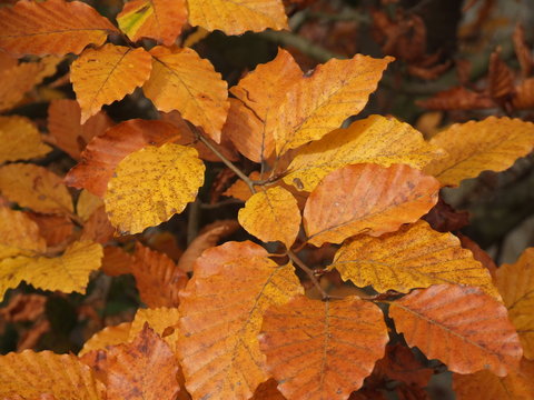 oto&ntilde;o en hayedo