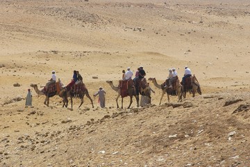 Fototapeta premium view of camel at sahara - egypt