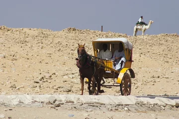 Fotobehang view of horse at sahara - egypt © Mirek Hejnicki