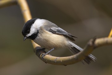 Black-Capped Chickadee
