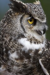Great horned owl