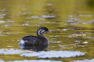 Pied-Billed Grebe (youthful)