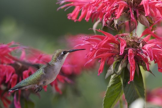 Flying Hummingbird
