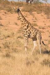 Giraffe (Giraffa cameloparadalis) in Kalahari Desert