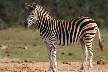 Burchell's Zebra (Equus burchellii)