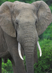 Obraz premium African Elephant Bull (Loxodonta africana)