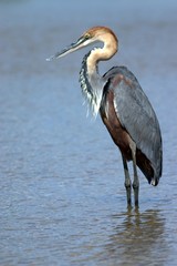 Goliath Heron (Ardea goliath) Fishing in an African river