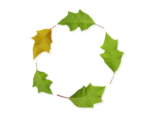 Leaves circle
