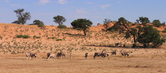 Gemsbok (Oryx gazella) Herd