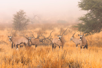 Gemsbok (Oryx gazella)  in mist