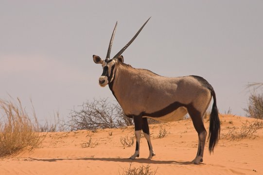 Gemsbok (Oryx gazella) on a red Kalahari dune