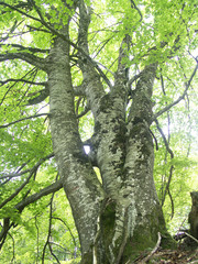 Obraz premium arbre4