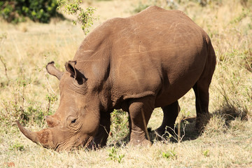 Fototapeta premium White Rhinoceros
