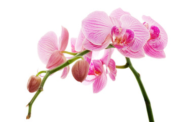 Naklejka na ściany i meble Orchidea