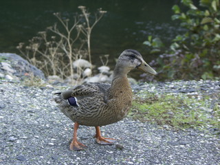 canard