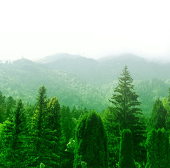 Fototapeta premium Green forest