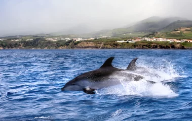 Crédence de cuisine en verre imprimé Dauphin dauphin sauteur