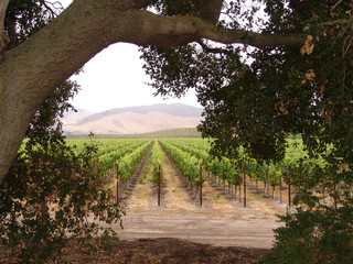 Fototapeta premium California Winery