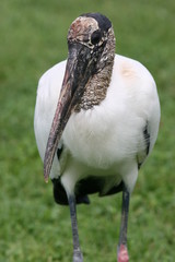 white stork