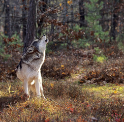 Loup gris hurlant