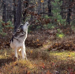 Afwasbaar Fotobehang Wolf Gray wolf howling