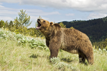 Grizzly bear growling