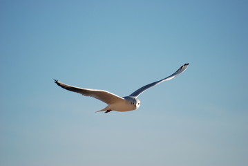 Obraz premium liberte fluidite