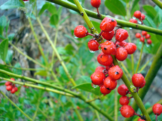 Bagas de azevinho em dia de chuva