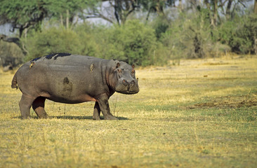 Hippopotamus glaring at the photographer
