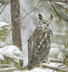 Long eared owl in snowfall