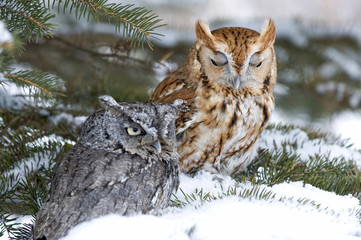 different colored screech owls roosting in fir tree in winter