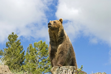 Grizzly bear on ridge in Montana