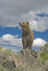 Grizzly bear on Montana ridge against blue sky