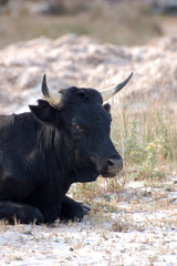 Vache sur la plage,Corse