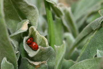 ladybirds ladybugs hidden in shelter - 5339178