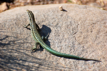 Lezard Corse