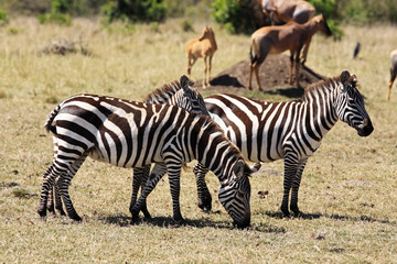 The Grevy s zebra (Equus grevyi)