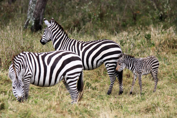 Fototapeta na wymiar Grevy s zebra (Equus grevyi)