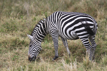 Obraz na płótnie Canvas Grevy s zebra (Equus grevyi)